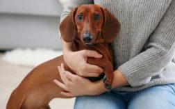 How Long Does A Dachshund Live?