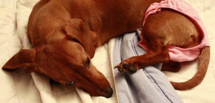 How Long Does A Dachshund Stay In Heat?