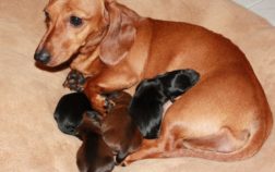 How Many Litters Can A Dachshund Have?