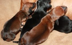 How Many Litters Can A Miniature Dachshund Have?