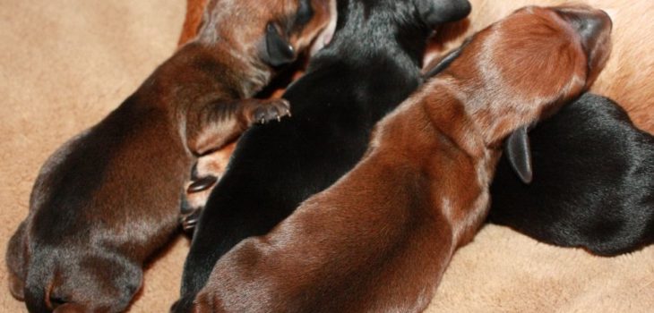How Many Litters Can A Miniature Dachshund Have?