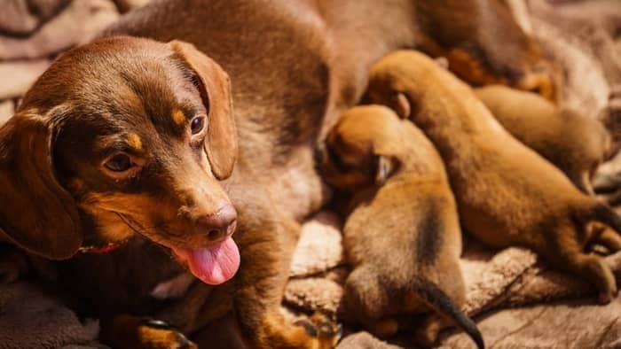 How Many Puppies Can A Dachshund Have