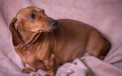 How Old Does A Female Dachshund Have To Be To Breed?