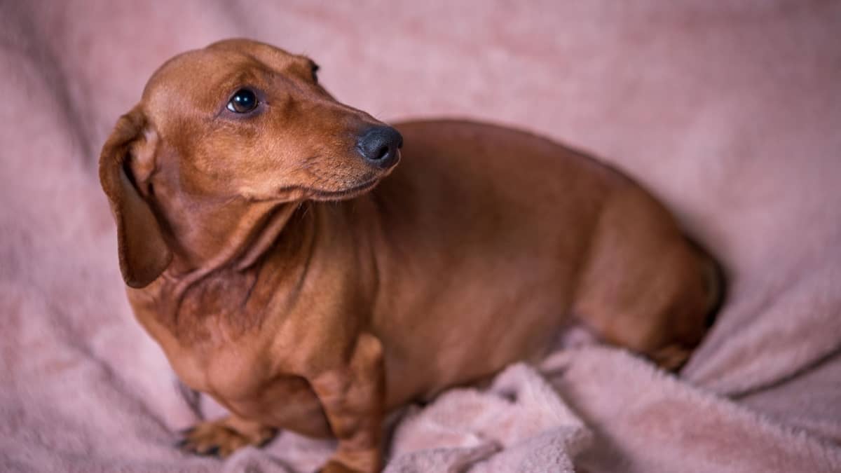 How Old Does A Female Dachshund Have To Be To Breed