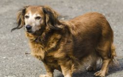 How Old Is The Oldest Dachshund?