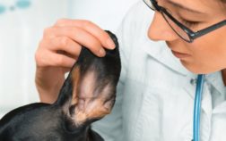 How To Clean Dachshund Ears?