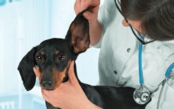 How To Clean Dachshund Ears And Why That’s So Important