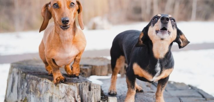 How To Get Dachshund To Stop Barking?