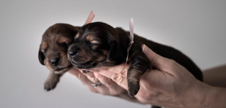 How To Hold A Dachshund?