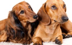 How To Spell Dachshund Dog?