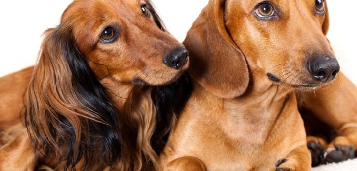 How To Spell Dachshund Dog? - Sweet Dachshunds