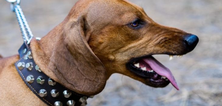 How To Stop Dachshund Aggression?