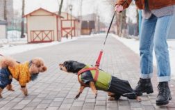 How To Stop Dachshund From Barking?
