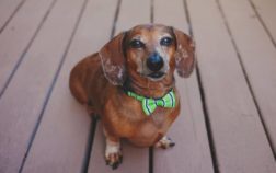 How To Tell If Your Dachshund Is Miniature?