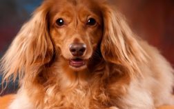 How To Trim A Long Haired Dachshund?