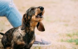 Is Your Dachshund Barking At Strangers? Here’s What To Do!