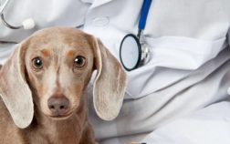 Isabella Dachshund Health Problems – Challenges and Care