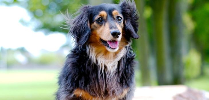 What Is The Life Expectancy Of A Miniature Dachshund?