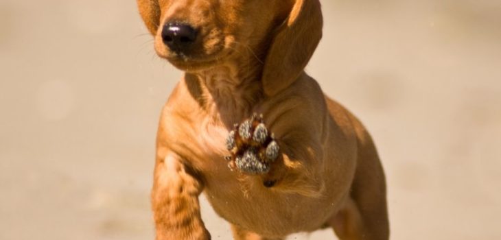 What Is The Lifespan Of A Miniature Dachshund?