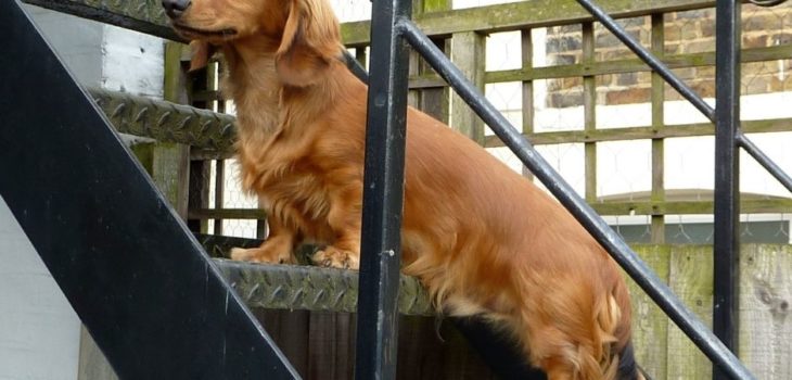 How Much Are Long Haired Dachshund?