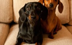 How Much Are Miniature Dachshund?