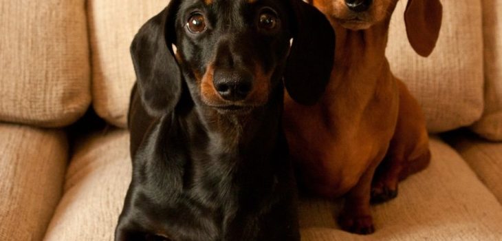 How Much Are Miniature Dachshund?