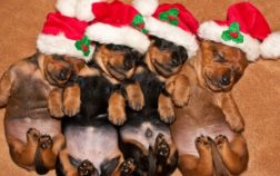 How Much Does A Miniature Dachshund Cost?