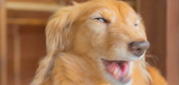 My Dachshund Is Coughing And Gagging – How Bad Is It?