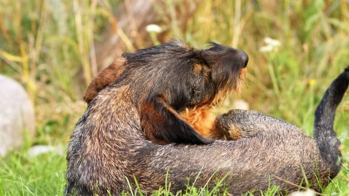 Parasites Causing Dachshund Hair Loss On The Back