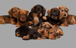 What Is The Price Of A Dachshund Puppy?