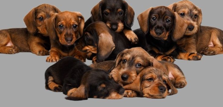 What Is The Price Of A Dachshund Puppy?