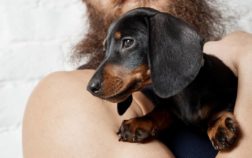 Quick Tips On Preparing For A Dachshund Puppy