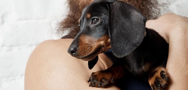 Quick Tips On Preparing For A Dachshund Puppy