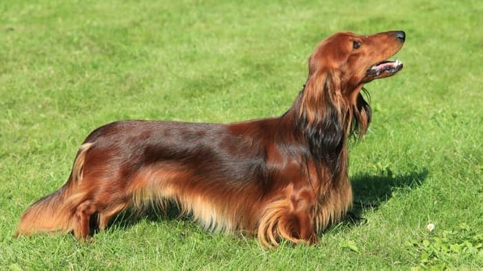 Red Dachshund