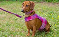 The Best Harness For Dachshund With Back Problems – 5 Great Choices