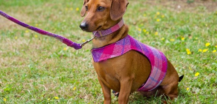 The Best Harness For Dachshund With Back Problems – 5 Great Choices