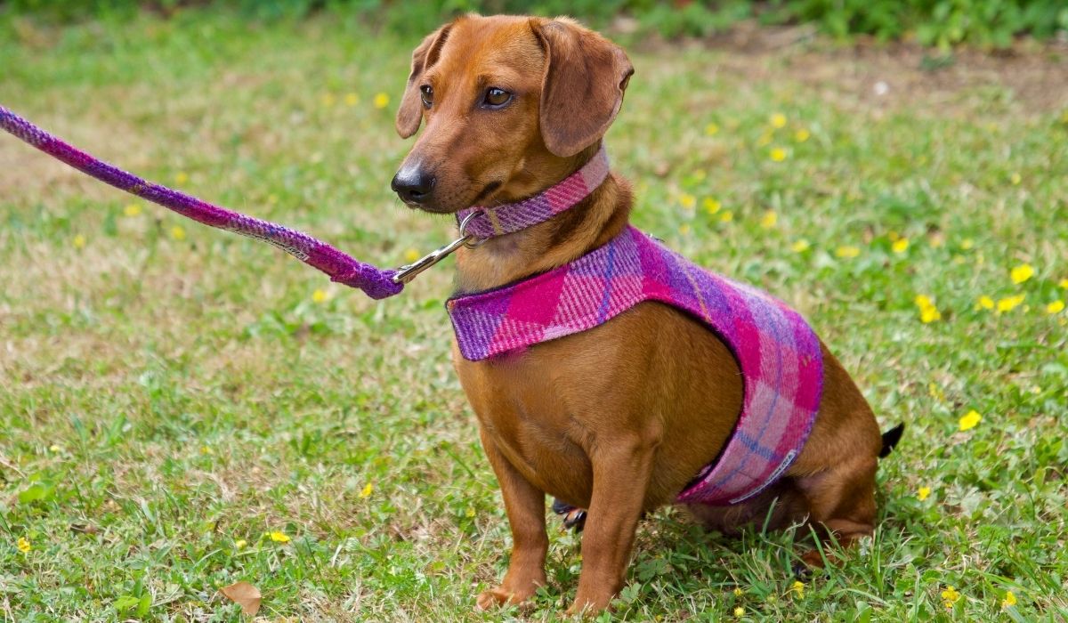 The Best Harness For Dachshund With Back Problems 5