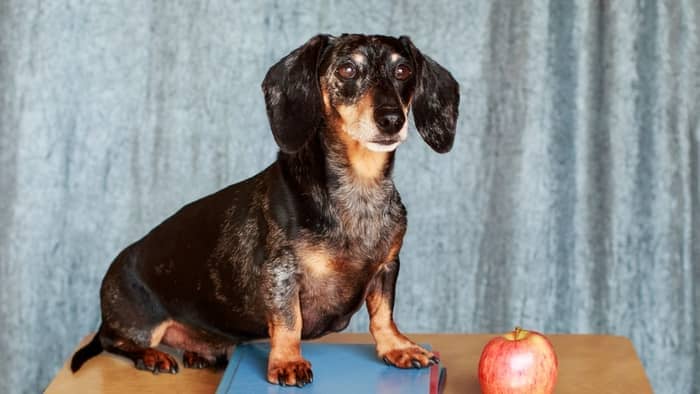 What Is A Dapple Dachshund