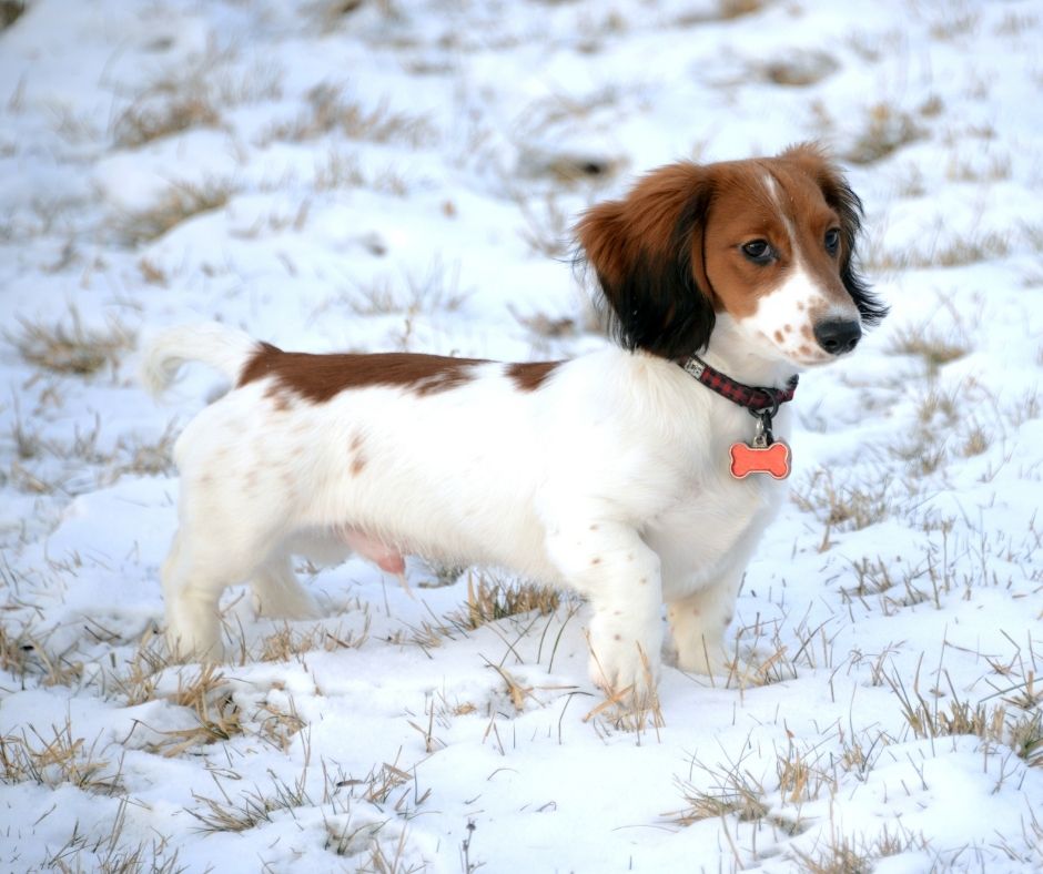 what does piebald mean in dogs