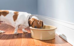 What Is The Best Food For Senior Dachshund Dogs?