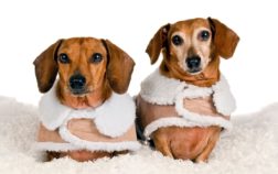 What Is The Best Winter Coat For Your Dachshund?