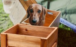 What Size Crate For Miniature Dachshund?