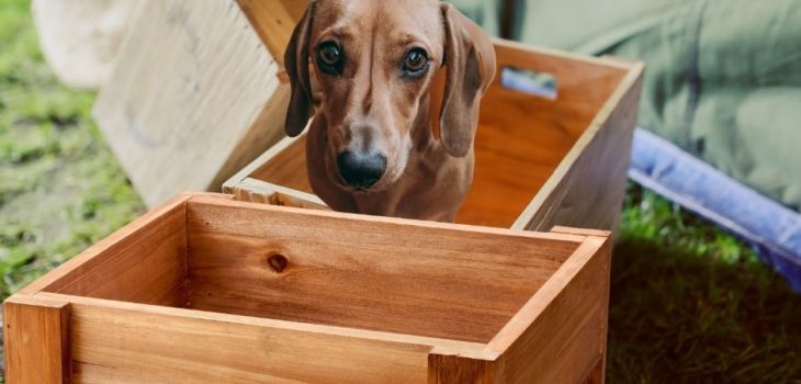What Size Crate For Miniature Dachshund?