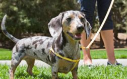 What’s The Best Leash For Dachshund Dogs?