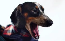 Why Do Dachshunds Yawn So Much?
