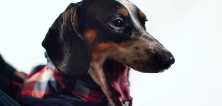 Why Do Dachshunds Yawn So Much?