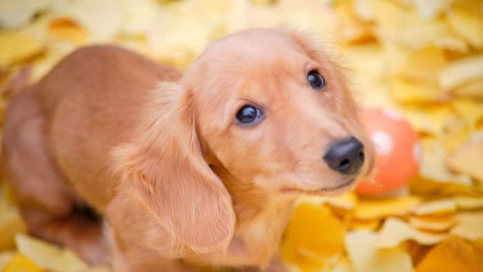 Why The Preference For Mini Dachshunds