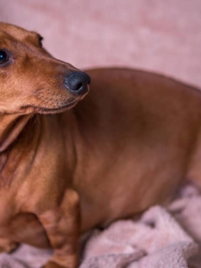 How Old Does A Female Dachshund Have To Be To Breed?