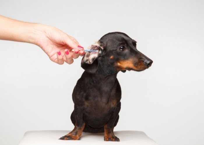 dachshund dry ear tips