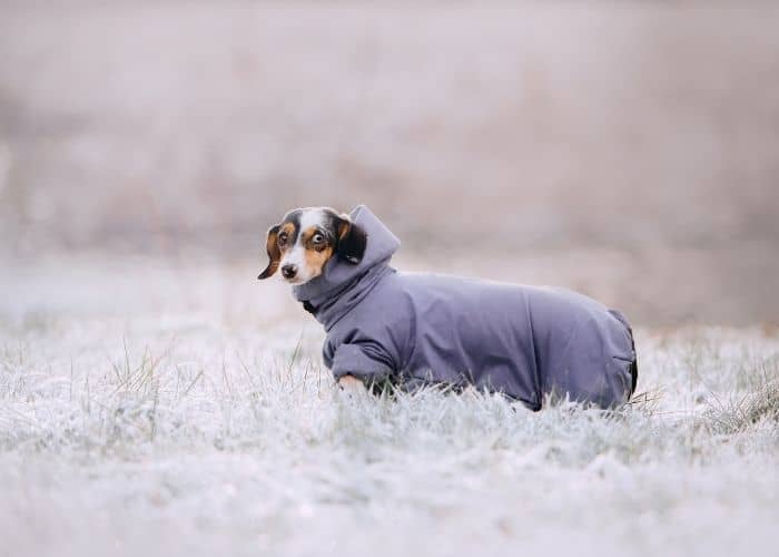 dachshund jacket